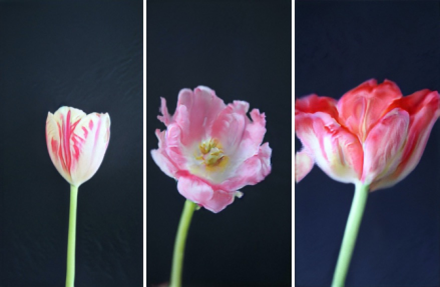 Tres flors obrint-se en diferent estadis, MOSAIC VIRUS Anna Ridler, 2019